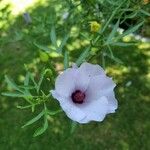Alyogyne hakeifolia Blomst