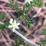 Asparagus acutifoliusFloro