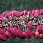 Norantea guianensis Floare