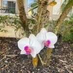 Phalaenopsis spp. Цветок