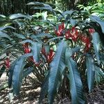 Heliconia angusta Hábito
