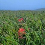 Castilleja affinis Kvet