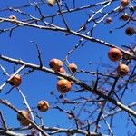 Crataegus azarolusFruit