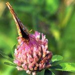 Trifolium pratense Fiore
