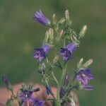 Campanula sibirica Květ