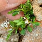 Cardamine resedifolia Lapas