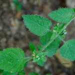 Leucas glabrata Leaf