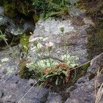 Erigeron uniflorus Агульны выгляд