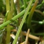 Cinnagrostis minima