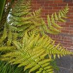 Dryopteris erythrosora 整株植物