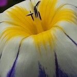 Convolvulus tricolor Flor