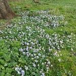Viola hederacea Blomst