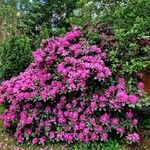 Rhododendron catawbiense Habitus