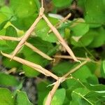 Vicia dumetorum Fruit