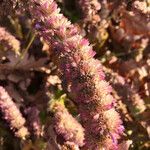 Agastache rugosa Blüte