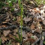 Ophrys insectifera Hábito