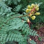 Erythrostemon gilliesii पत्ता