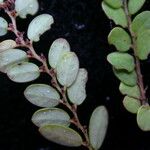 Phyllanthus clarkei Hábito