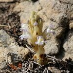 Phelipanche rosmarina Flower