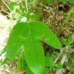 Passiflora subpeltata Folla