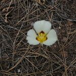 Calochortus leichtlinii Flower