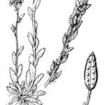 Draba incana Sonstige