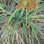 Cyperus ligularis Folha