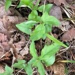 Hexastylis arifolia Frunză