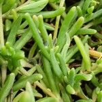 Delosperma cooperi Blatt