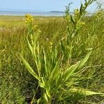 Solidago sempervirens Hábito