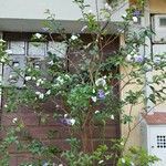 Brunfelsia pauciflora 花