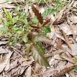 Rubus flagellaris Leaf