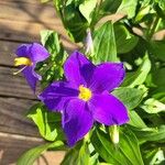 Exacum trinervium Flower