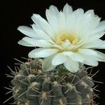 Gymnocalycium gibbosum Λουλούδι