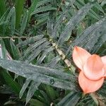 Freycinetia cumingiana ফুল