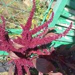 Amaranthus hypochondriacusᱵᱟᱦᱟ