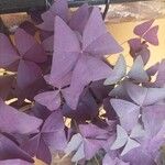 Oxalis triangularis花