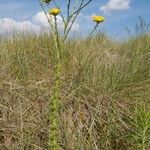 Tanacetum annuum Habit