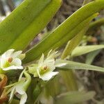 Calyptrochilum christyanum Кветка