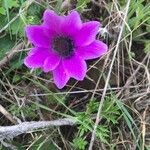 Anemone coronariaVirág