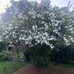 Viburnum opulus Habitus