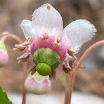 Chimaphila umbellata Květ