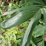 Acanthophoenix rubra Leaf