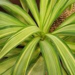 Pandanus tectorius Blad