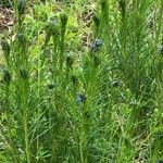 Amsonia ciliata Leaf