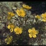 Ranunculus eschscholtzii Хабит