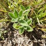 Nidorella aegyptiaca Folha