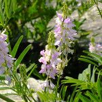 Galega officinalis Blüte