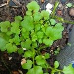 Cardamine flexuosa Folha