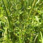 Galium × pomeranicum Lehti